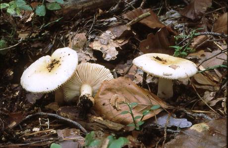 Gallen-Täubling (Russula fellea) - © Helmut Pidlich-Aigner